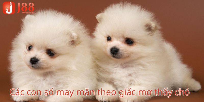 Các con số may mắn theo từng ý nghĩa giấc mơ thấy chó