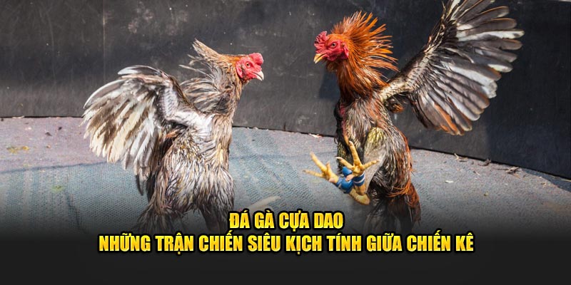 Đá gà cựa dao