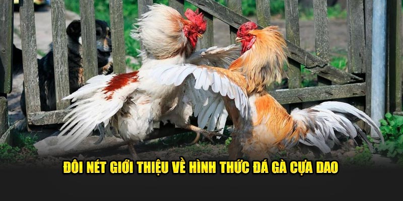 Đôi nét giới thiệu về hình thức đá gà cựa dao 